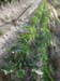 Lady Finger planting 18